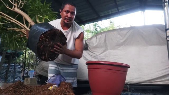 HOW TO REPOT A BIG DRACEANA ANITA |CARETIPS|SOILMIXING #draceanaanita #repotting #caretips смотреть онлайн