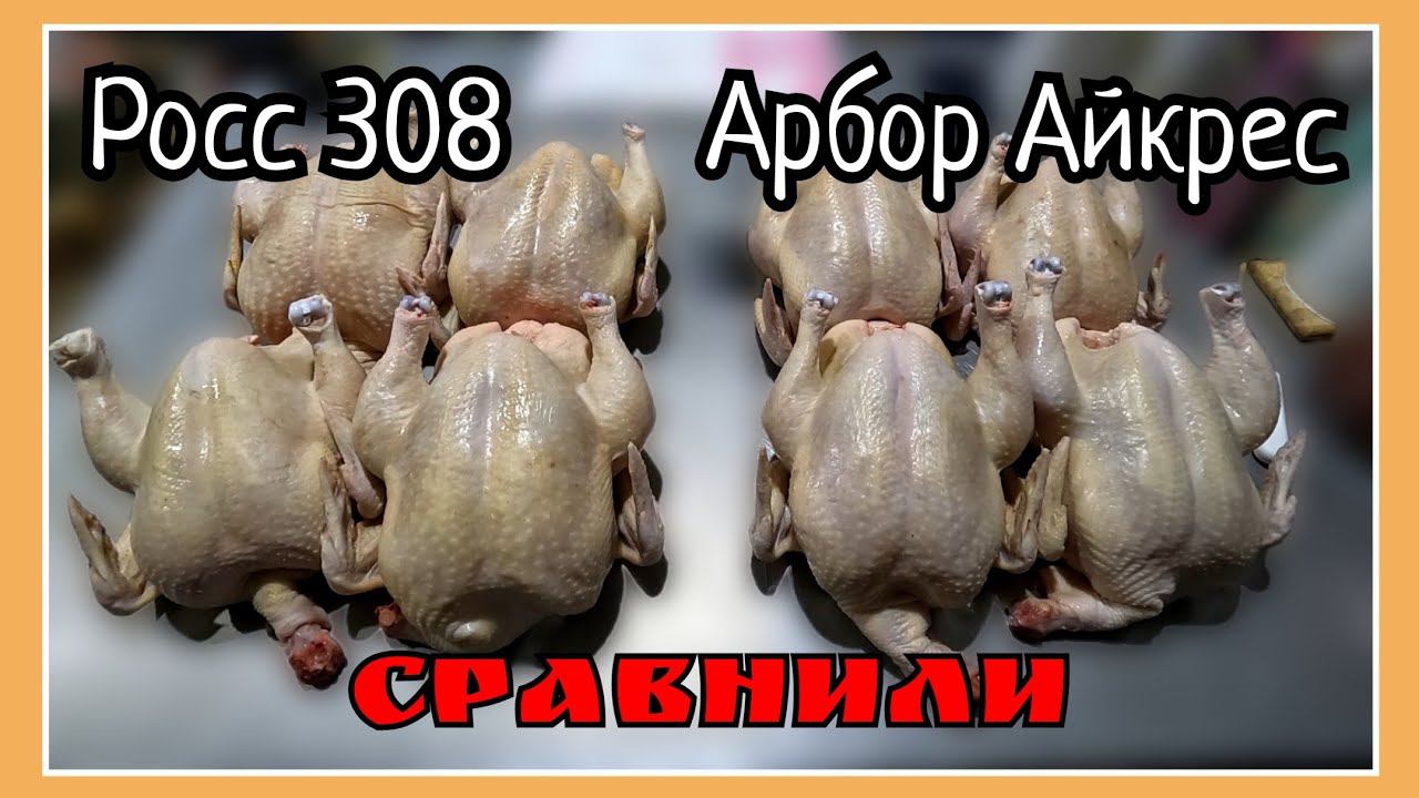 Бройлер из импортного и российского яйца. Инкубация, выращивание, забой. смотреть онлайн