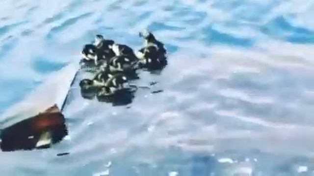 Утки на даче !!! смотреть онлайн