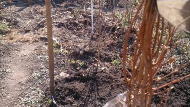 Посадка медвежьего ореха весной смотреть онлайн