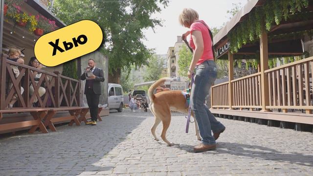Итоги первой выставки -пристройства собак! смотреть онлайн