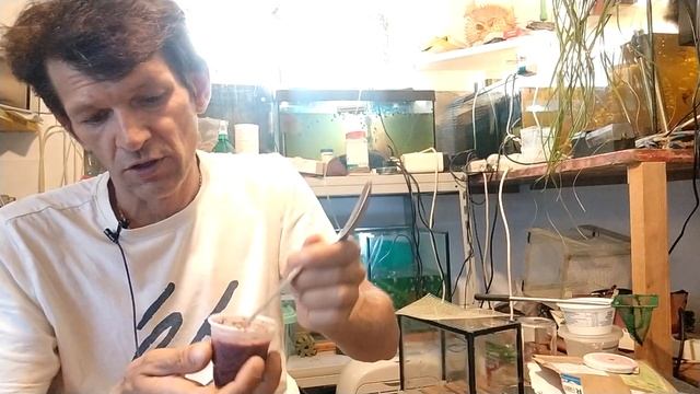 добавляем в сухие корма краситель , для яркости рыб смотреть онлайн