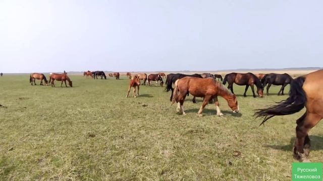 Ожеребилась Савраска.| Всходы костреца. смотреть онлайн