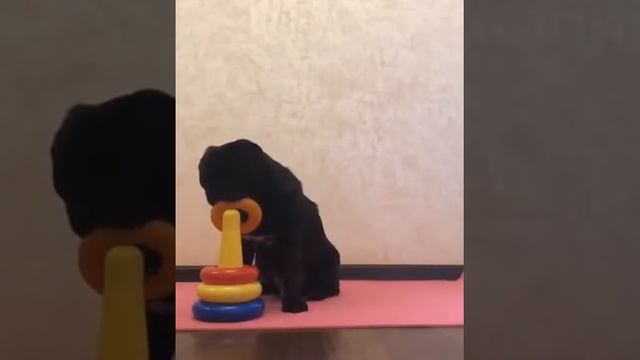 Собака собирает пирамидку.Дрессировка мопса #дрессировкасобаки #мопс#мопсики#трениновкамопса#собака смотреть онлайн