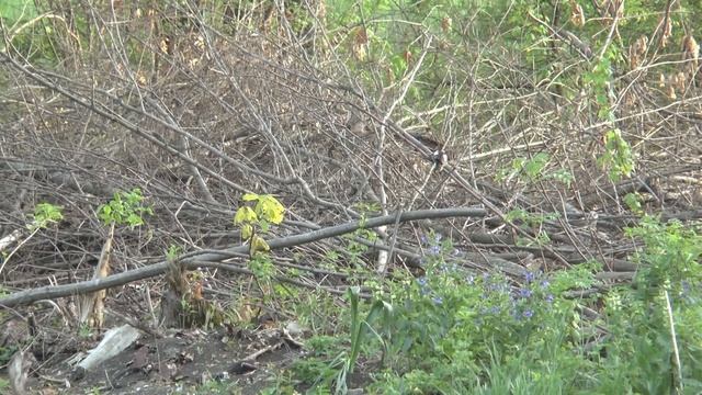 Стихотворение "Уроки истории". Читает автор Александр Ткаченко. смотреть онлайн