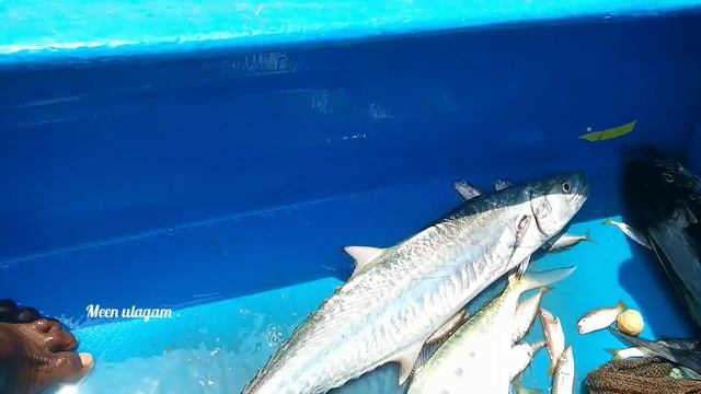 LONGLINE FISHING//AMAZING DOLPHINS FISH , KING FISH ,GROUPER FISH AND CATFISH CATCHING AT OFFSHORE