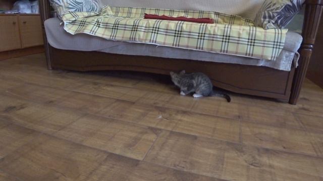 🐱 Брошенный котенок нашел свой дом 🏠 День второй. смотреть онлайн