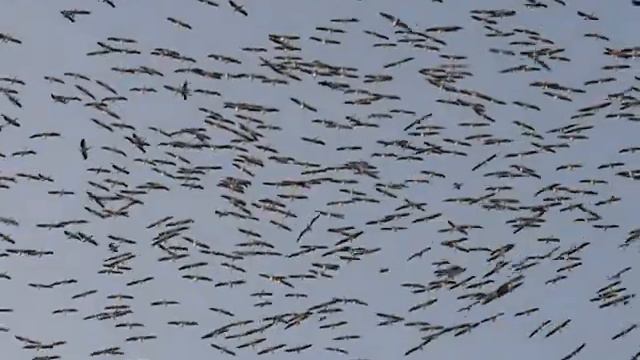 Pelecanus / Пеликаны над домом смотреть онлайн