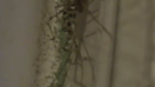 Мухоловка обыкновенная 01 смотреть онлайн