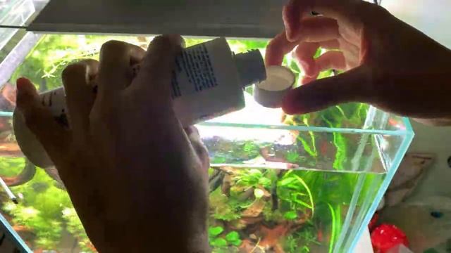 黑毛藻剋星｜一個辦法完全瓦解｜魚缸藻類 смотреть онлайн