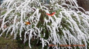 Спирея серая Грефшейм (spirea grefsheim) ? спирея Грефшейм обзор: как сажать саженцы спиреи Грефшей