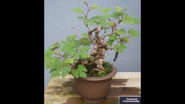 Ampelopsis brevipedunculata смотреть онлайн