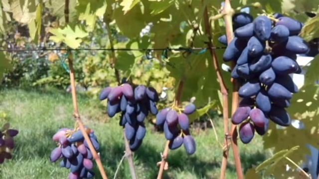 ВИНОГРАД. СОРТ ВИКИНГ ОБЗОР смотреть онлайн