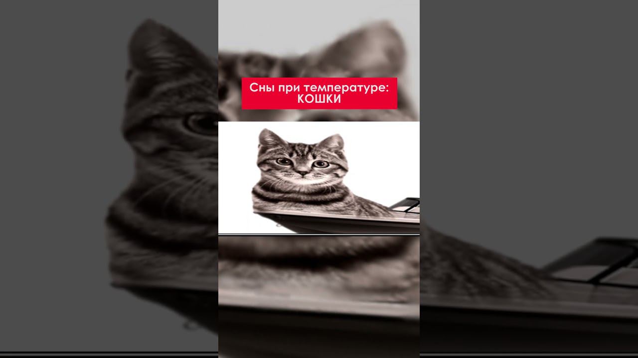 1000 лайков — ещё котики  #shorts #meme #memes #шиза  #humor #смех #tiktok #котики #кот #cat #cats