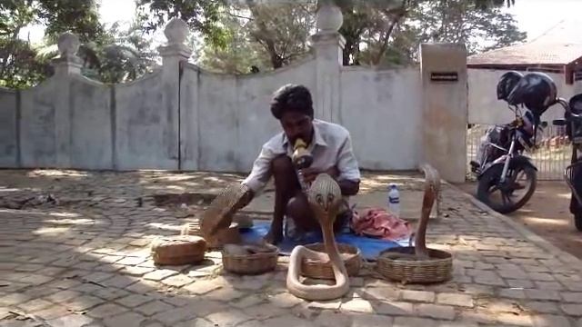 snake charmer with 4 cobras in Kochi India