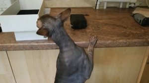 Почему хлопает газовый котел Baxi Ecofour (Видео для специалистов)