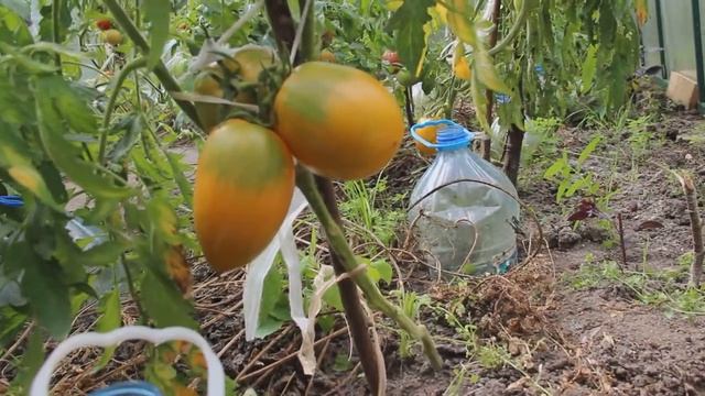 Сорт томатов Золотой кенигсберг