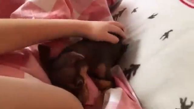 ласковый русский той терьер/русскийтой/хюгге смотреть онлайн