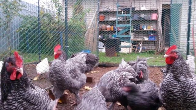 Разведение кур породы Мехеленская кукушка как бизнес идея | Куры Мехеленская кукушка