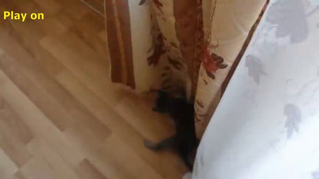Котенок заигрался!Playing kitten! смотреть онлайн