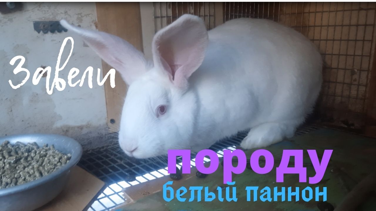 Кролик породы белый паннон. Вакцинирование поголовья. смотреть онлайн