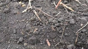 Сеем Медоносы Фацелию и Донник