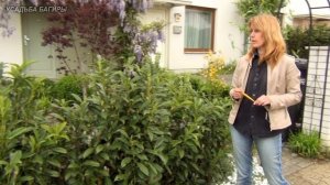 Живая изгородь. Лавровишня.