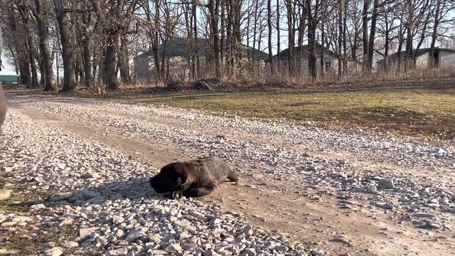 Алабай среднеазиатская овчарка из питомника Аз марал 89278137957 смотреть онлайн
