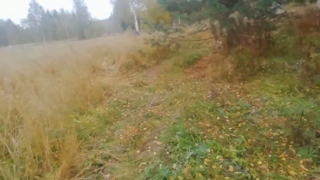 Охота на зайцев 62 + дикоросы