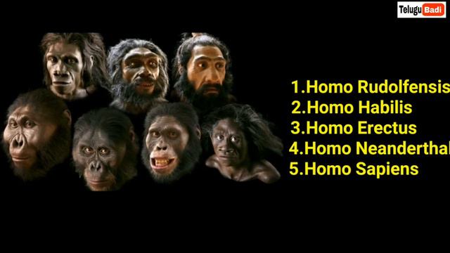 Human Evolution in Telugu | The First Human | How Humans formed on Earth | Telugu Badi смотреть онлайн