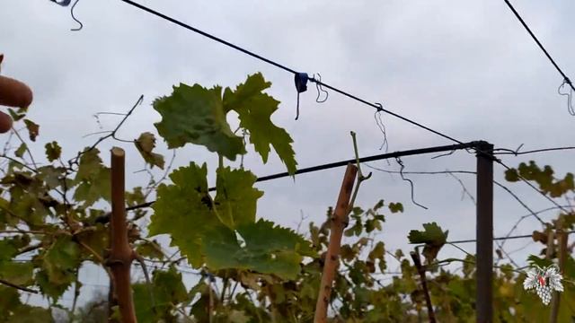 Вспышка Оидиума на винограднике! смотреть онлайн