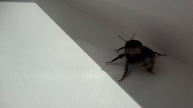 Шмель / Bumblebee смотреть онлайн