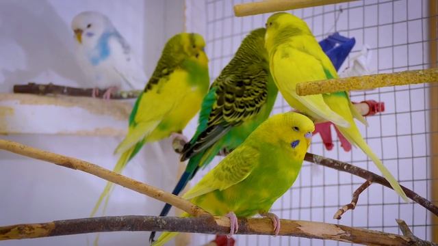 3 Hour Sounds Of Budgies For Lonely Birds