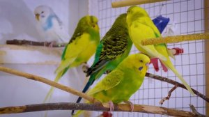 3 Hour Sounds of Budgies for Lonely Birds