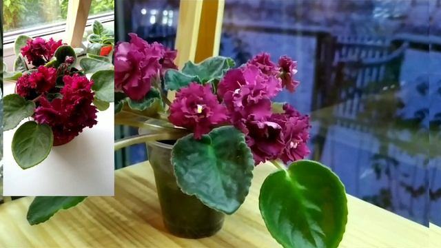 Первое цветение фиалок. Обзор 4 сортов. смотреть онлайн