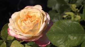 Кордес Юбилей - чайно-гибридная роза. Питомник роз Полины Козловой rozarium.biz