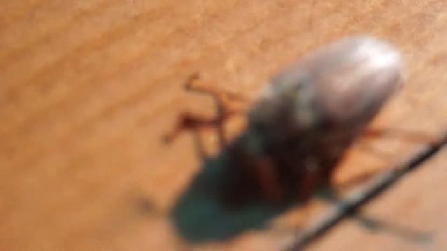 Майский жук неуклюже ползет по деревянному столу (смотрим местами крупным планом) смотреть онлайн