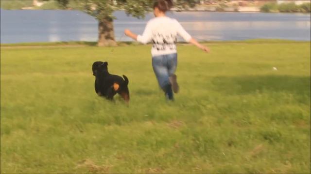 Хендлинг | Ротвейлер Даймонд Кроун Феодора