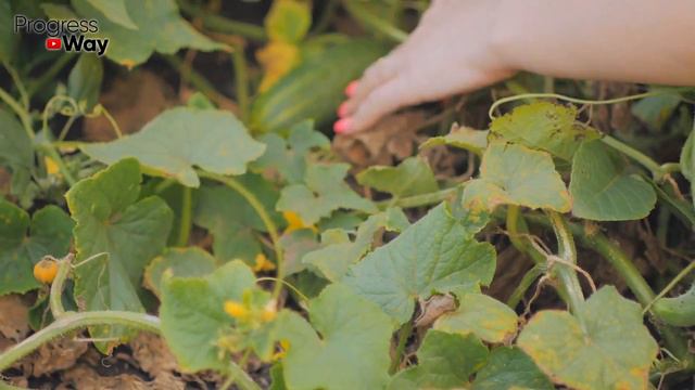 ОГУРЦЫ С УМА СХОДЯТ ОТ 3 ТАБЛЕТОК ЭТОГО В АВГУСТЕ! Прут во всю и плодоносят без остановки до осени! смотреть онлайн
