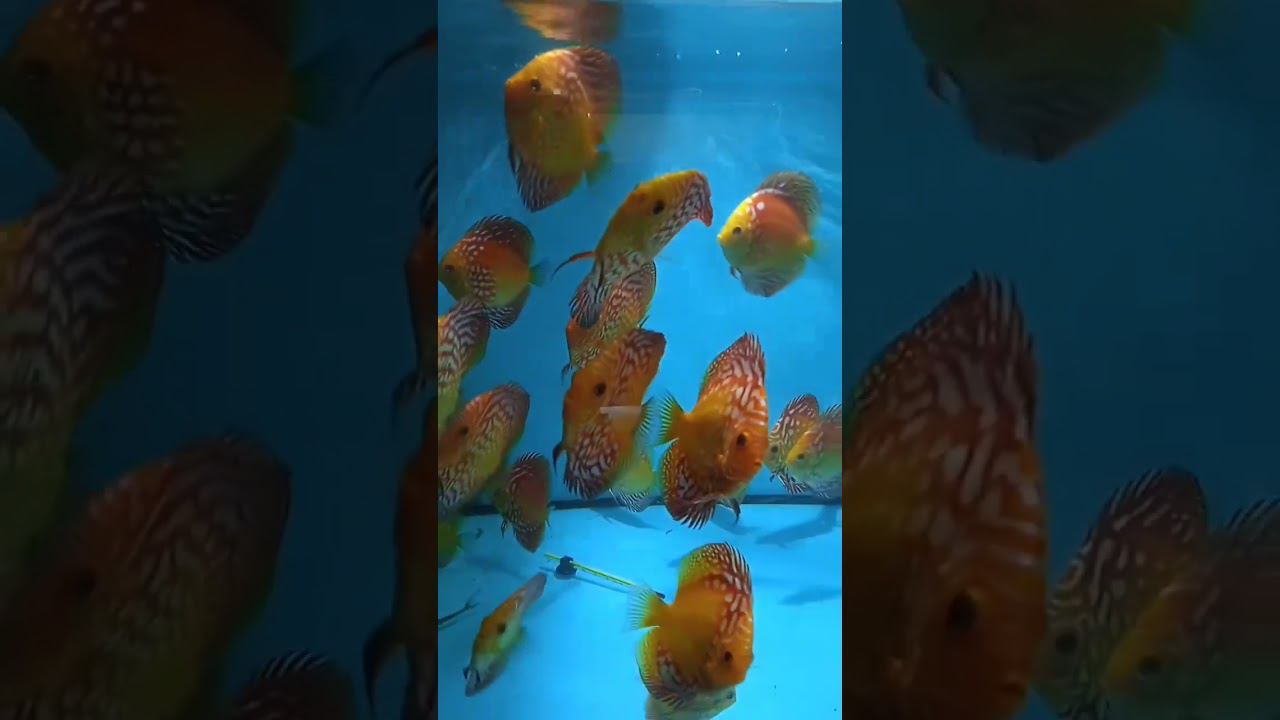 Чистота в аквариуме, залог здоровья рыб. #shorts #aquarium #аквариум #discus #разводня #дискусы смотреть онлайн