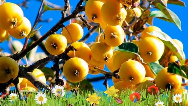 Яблоня обыкновенная Китайка золотая ранняя ? Посадка. саженцы, крупномеры яблони: особенности сорта смотреть онлайн