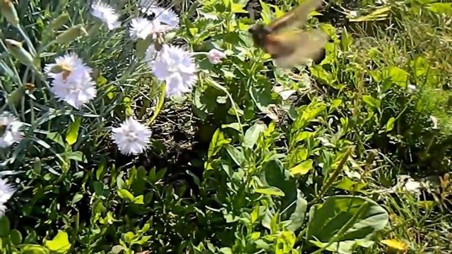 БАБОЧКИ В САДУ БРАЖНИК смотреть онлайн