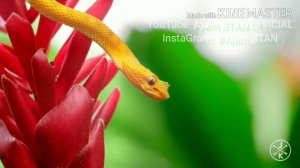 Чтение Коран Сура Амма ятаса алун 78-114