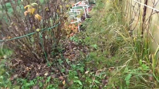 Обзор дачи в октябре 2020 Кострома смотреть онлайн