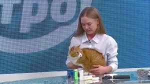 Болезни глаз у кошек-советы врача