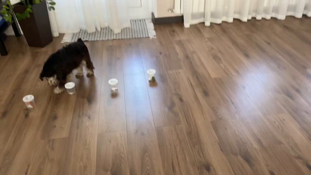 Поисковые игры с собакой -запах корицы начало обучения (цвергшнауцер 8 мес)