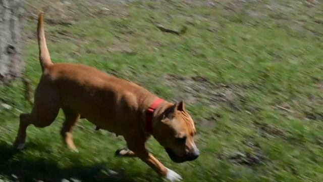 Бросалка мячик)))) смотреть онлайн