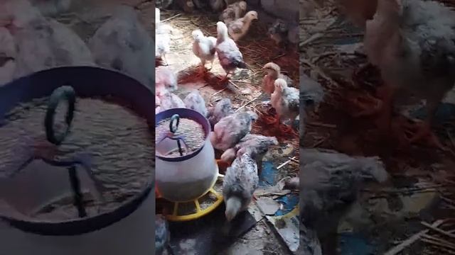 Цыплята мастер Грей и Голубой Доминант три недели смотреть онлайн