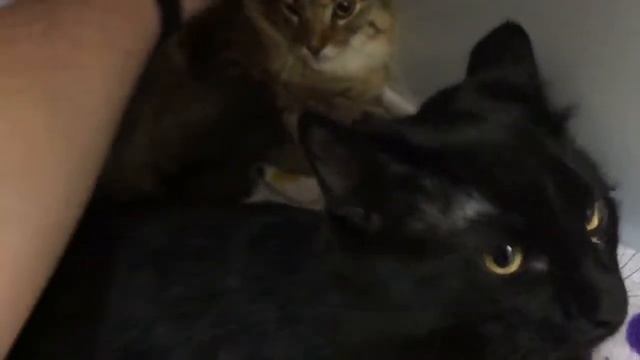 Blue & Petunia смотреть онлайн