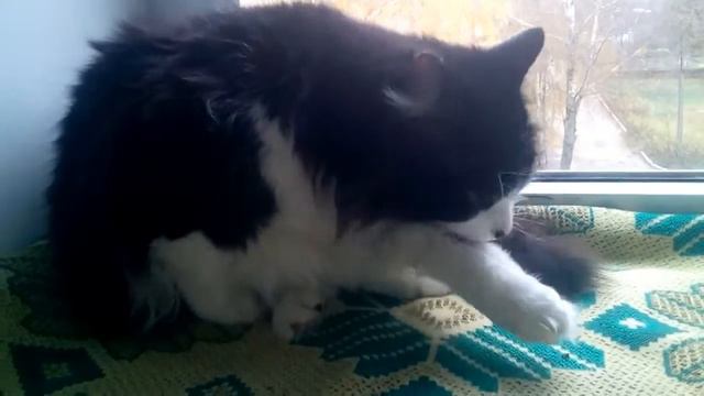 Котик лижет ногу смотреть онлайн